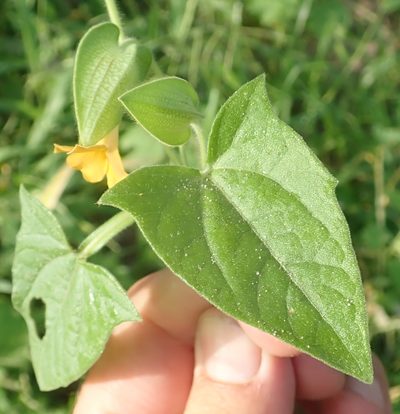 Thunbergia reticulata, photographed by Wilderness Safaris Botswana - Conservation Team