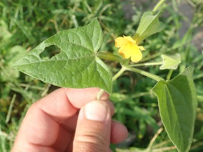Thunbergia reticulata, photographed by Wilderness Safaris Botswana - Conservation Team