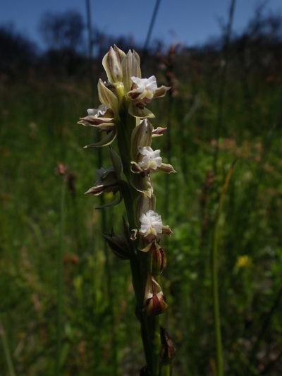 Prasophyllum australe, photographed by Yves Bas