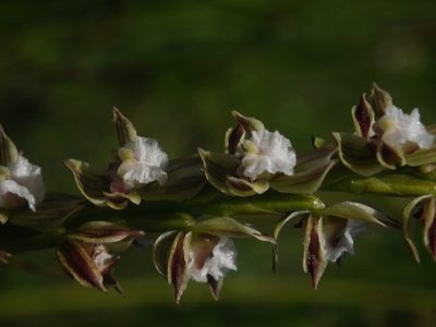 Prasophyllum australe, photographed by Yves Bas
