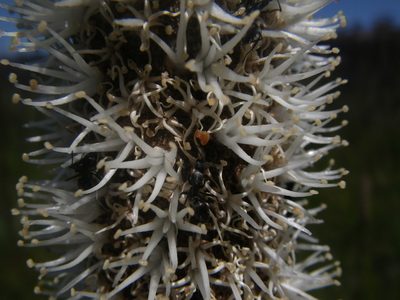 Xanthorrhoea resinosa, photographed by Yves Bas