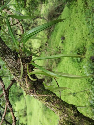 Dendrobium turbinatum, photographed by S.MORE