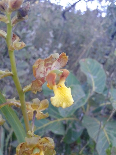 Cyrtopodium eugenii, photographed by Leonardo Bergamini