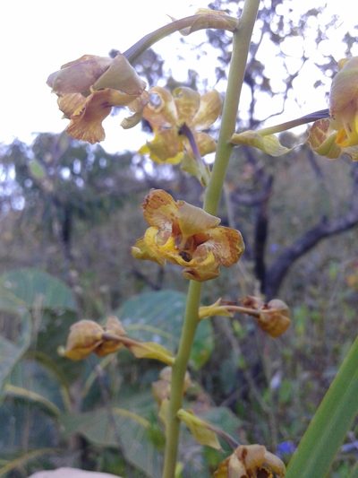 Cyrtopodium eugenii, photographed by Leonardo Bergamini