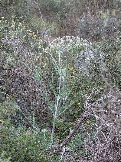 Zosima absinthiifolia, photographed by Grzegorz Grzejszczak