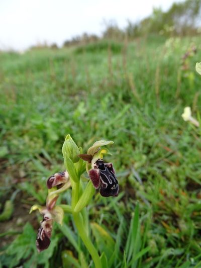 Ophrys kotschyi, photographed by Grzegorz Grzejszczak