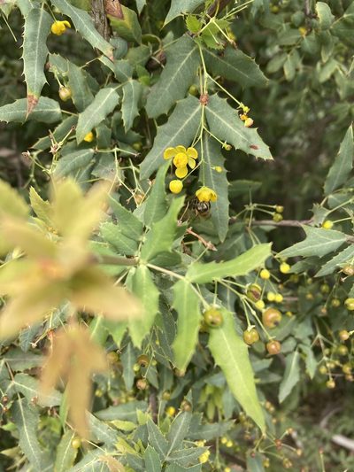 Berberis nevinii, photographed by Charlie