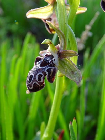 Ophrys kotschyi, photographed by Grzegorz Grzejszczak