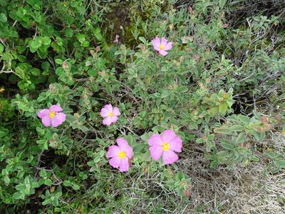 Cistus parviflorus, photographed by Grzegorz Grzejszczak