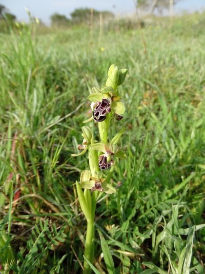 Ophrys kotschyi, photographed by Grzegorz Grzejszczak