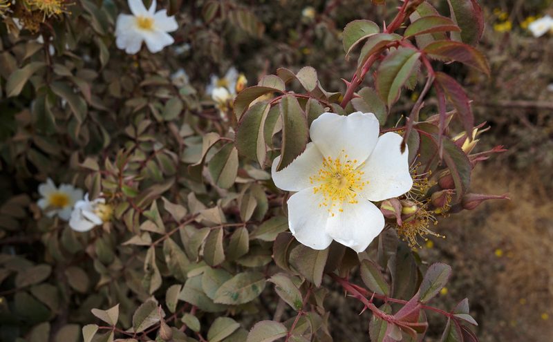 Rosa abyssinica, photographed by stephen