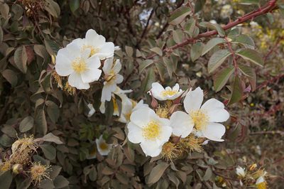 Rosa abyssinica, photographed by stephen