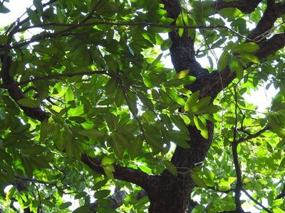 Diospyros nigra, photographed by Neptalí Ramírez Marcial