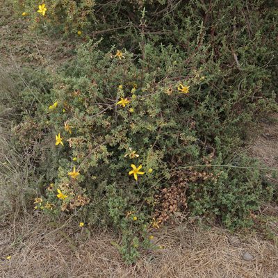 Hypericum revolutum, photographed by stephen
