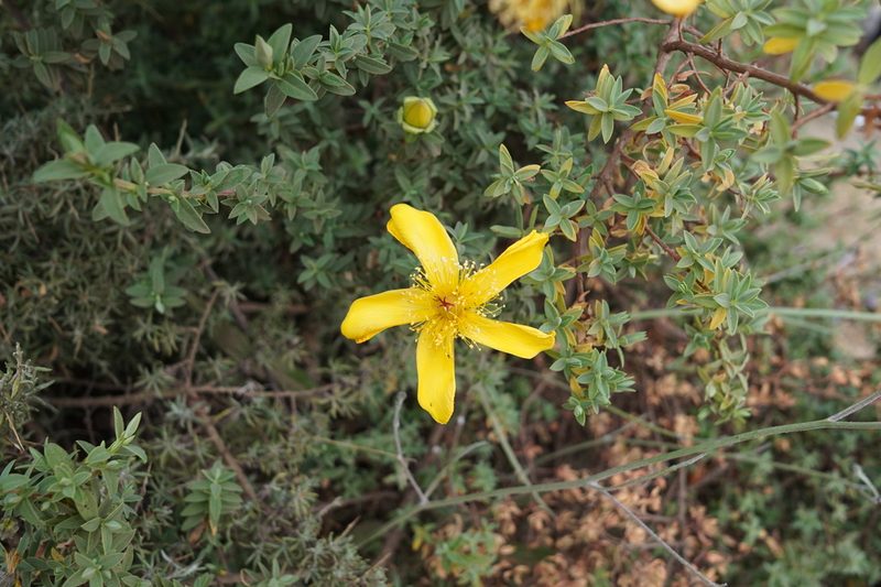 Hypericum revolutum, photographed by stephen