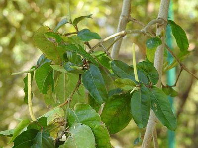 Piper tuberculatum, photographed by Neptalí Ramírez Marcial