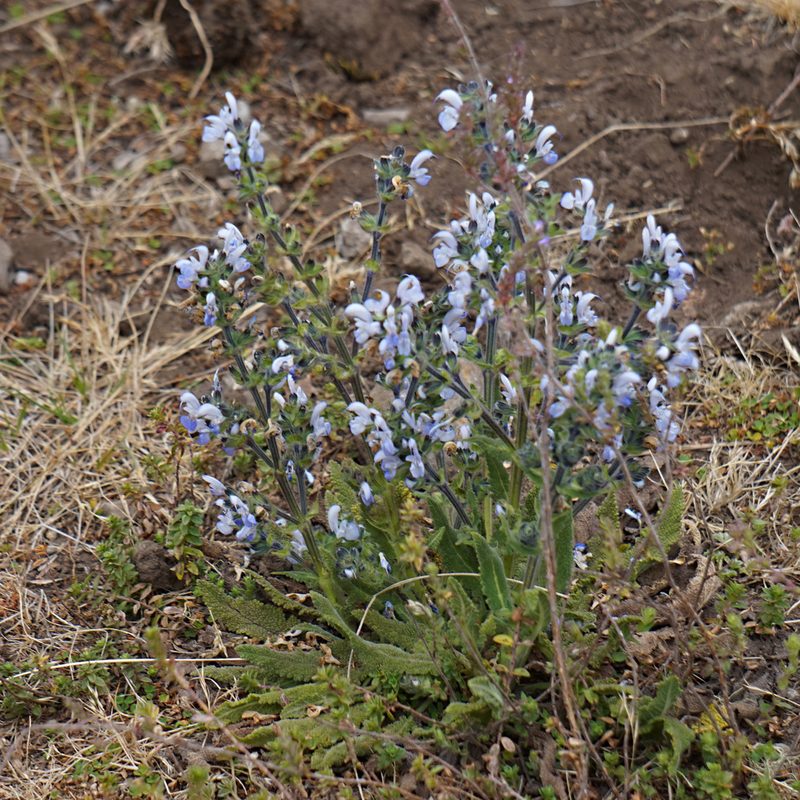 Salvia merjamie, photographed by stephen