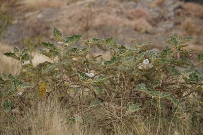 Solanum marginatum, photographed by stephen