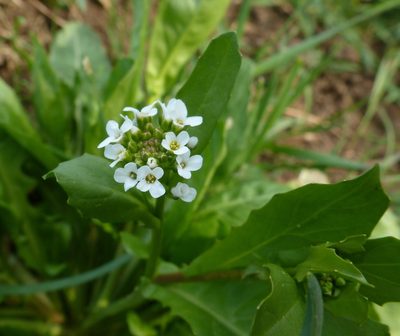 Calepina irregularis, photographed by Юрий Данилевский (Yuriy Danilevsky)