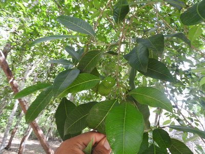Brosimum alicastrum, photographed by Juan Cruzado Cortés