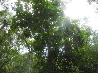 Brosimum alicastrum, photographed by Juan Cruzado Cortés