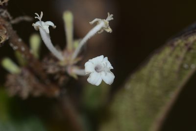 Spermadictyon suaveolens, photographed by S.MORE