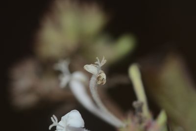 Spermadictyon suaveolens, photographed by S.MORE