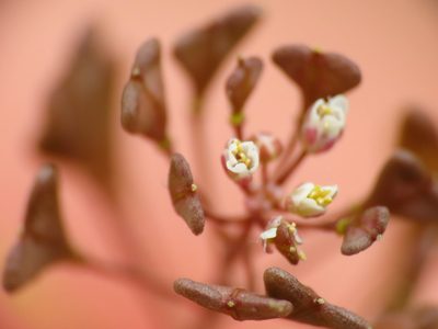 Capsella rubella, photographed by Emanuele Santarelli