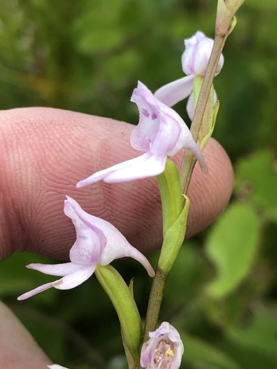 Brownleea recurvata, photographed by Dave U