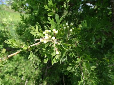 Crataegus azarolus, photographed by Grzegorz Grzejszczak