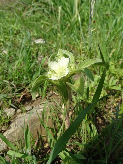 Lomelosia prolifera, photographed by Grzegorz Grzejszczak