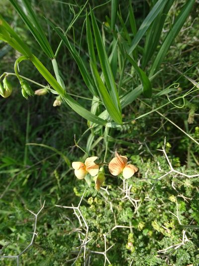 Lathyrus gorgoni, photographed by Grzegorz Grzejszczak