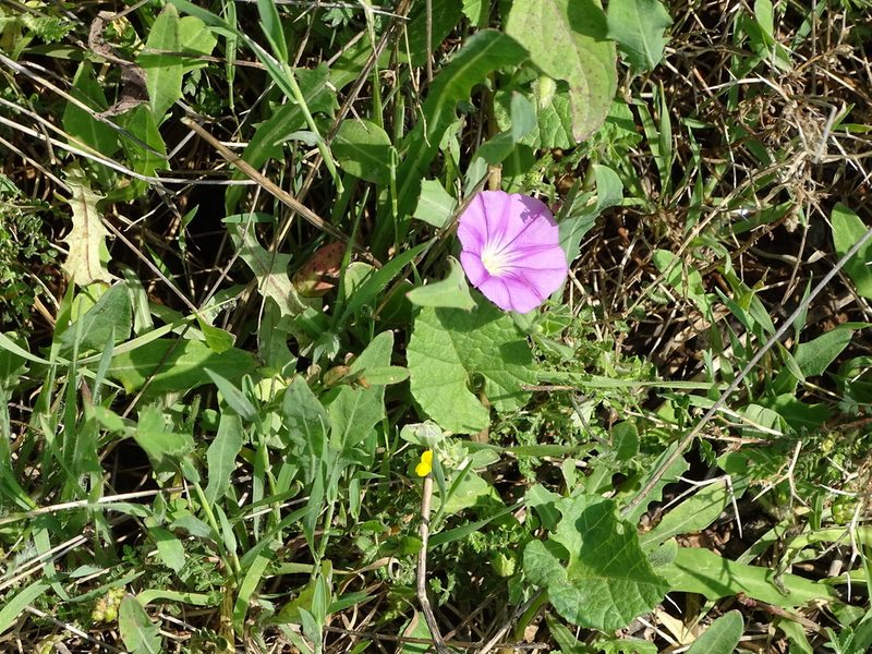 Convolvulus coelesyriacus, photographed by Grzegorz Grzejszczak