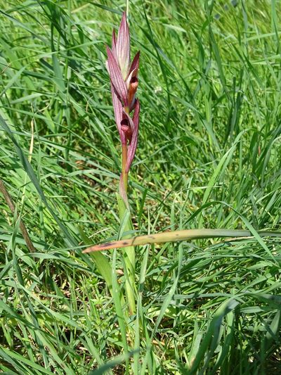 Serapias bergonii, photographed by Grzegorz Grzejszczak