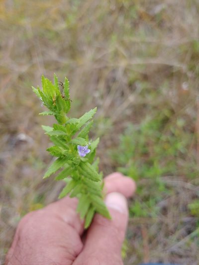 Stemodia maritima, photographed by stinger