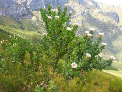 Protea lacticolor, photographed by Matthew Fainman