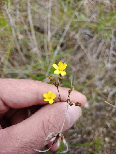 Linum medium, photographed by stinger