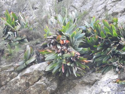 Kumara haemanthifolia, photographed by Matthew Fainman