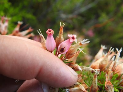Erica ventricosa, photographed by Matthew Fainman
