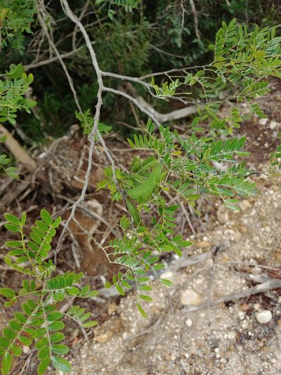 Vachellia choriophylla, photographed by stinger