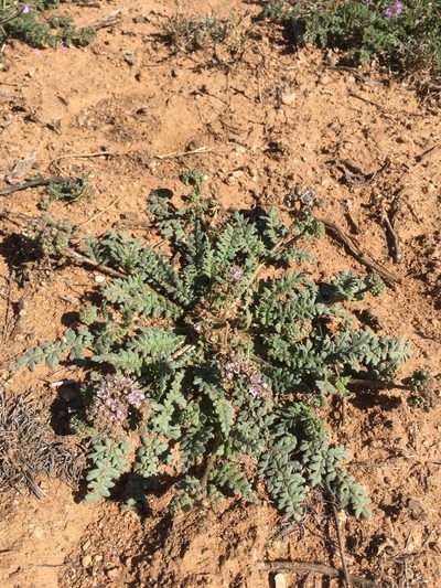 Phacelia arizonica, photographed by Cecelia Alexander
