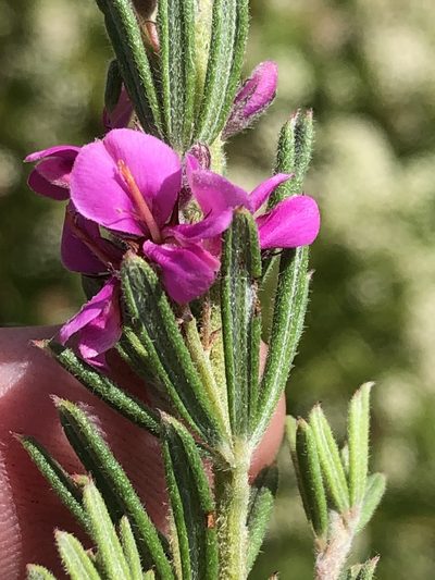 Indigofera rhodantha, photographed by Dave U