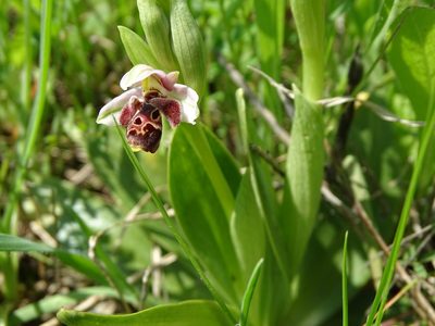 Ophrys umbilicata, photographed by Grzegorz Grzejszczak