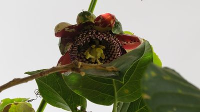 Passiflora alata, photographed by Leonardo Bergamini