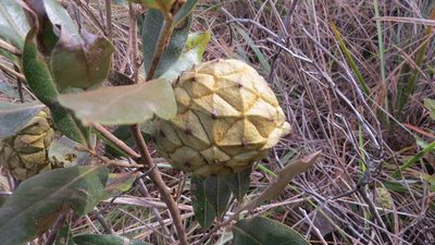 Duguetia furfuracea, photographed by Leonardo Bergamini