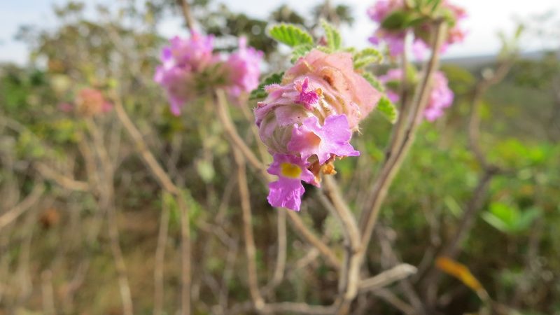 Lippia lupulina, photographed by Leonardo Bergamini