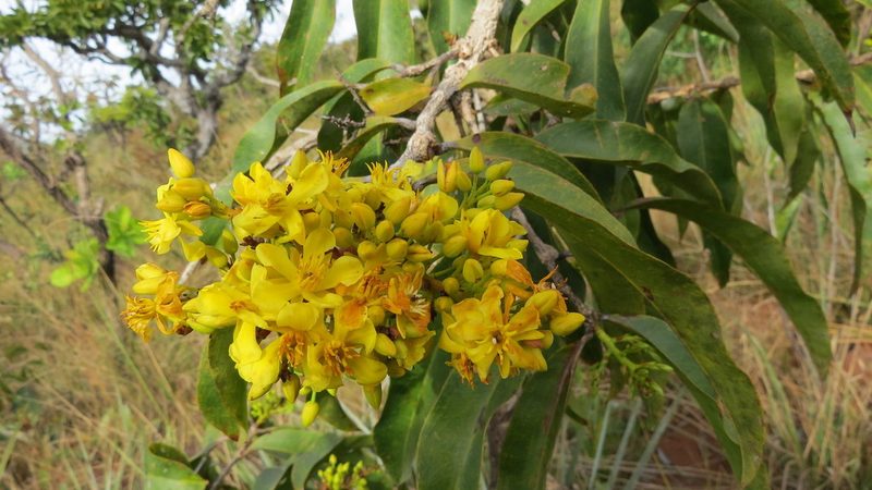 Ouratea hexasperma, photographed by Leonardo Bergamini