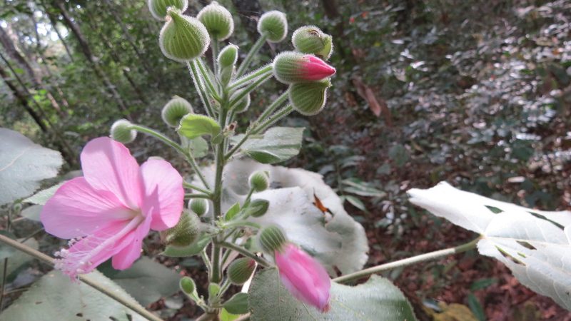 Pavonia malacophylla, photographed by Leonardo Bergamini
