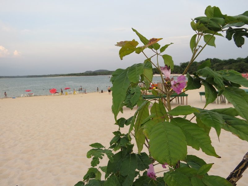 Handroanthus barbatus, photographed by Leonardo Bergamini