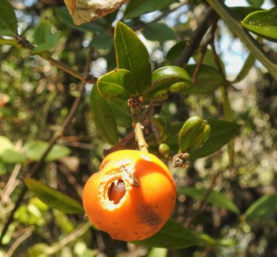 Bonellia macrocarpa, photographed by Matteo Cassella